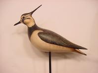 Bill Gibian Lapwing Plover