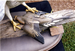 Gibian Goshawk with Fallen Dove Decoy