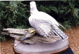 Gibian Goshawk with Fallen Dove Decoy